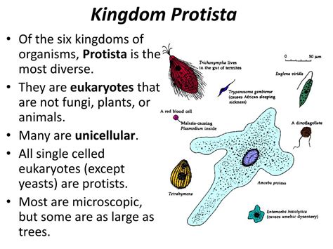 the members of the kingdom protista are least similar to